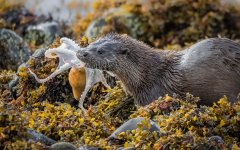 Carl Lane - Otter with Octopus - Very Highly Commended.jpg
